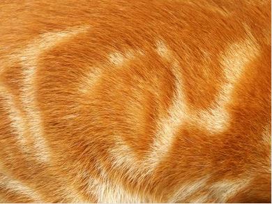 Maine Coon Patterns