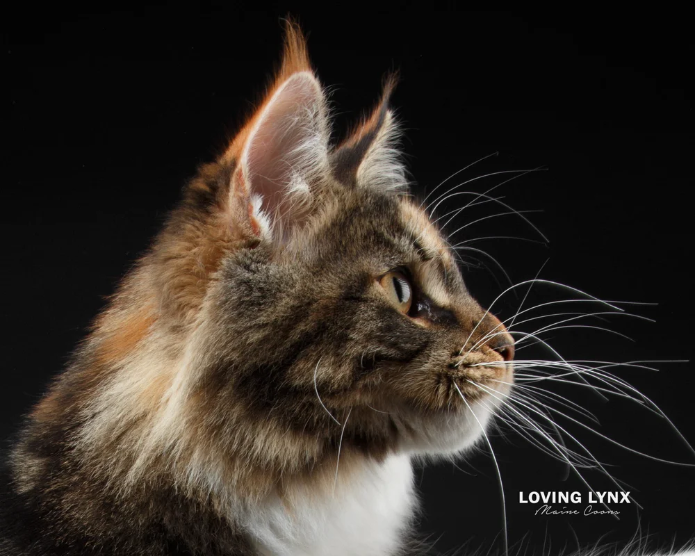 lovinglynx-eartuftstips-mainecoon-11.JPG