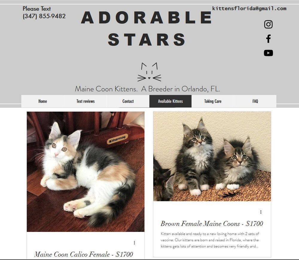 Fraud maine coon kittens, cheap price Maine Coon Kittens