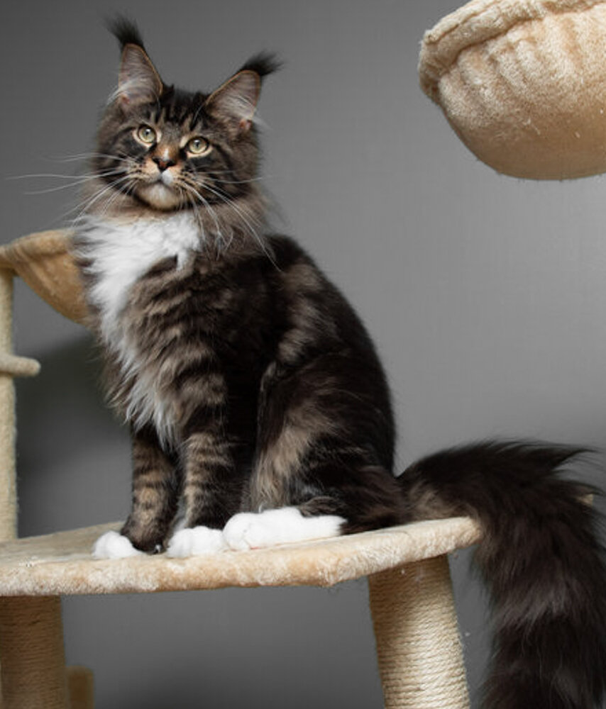 MaineCoonCatLarge-2.jpg