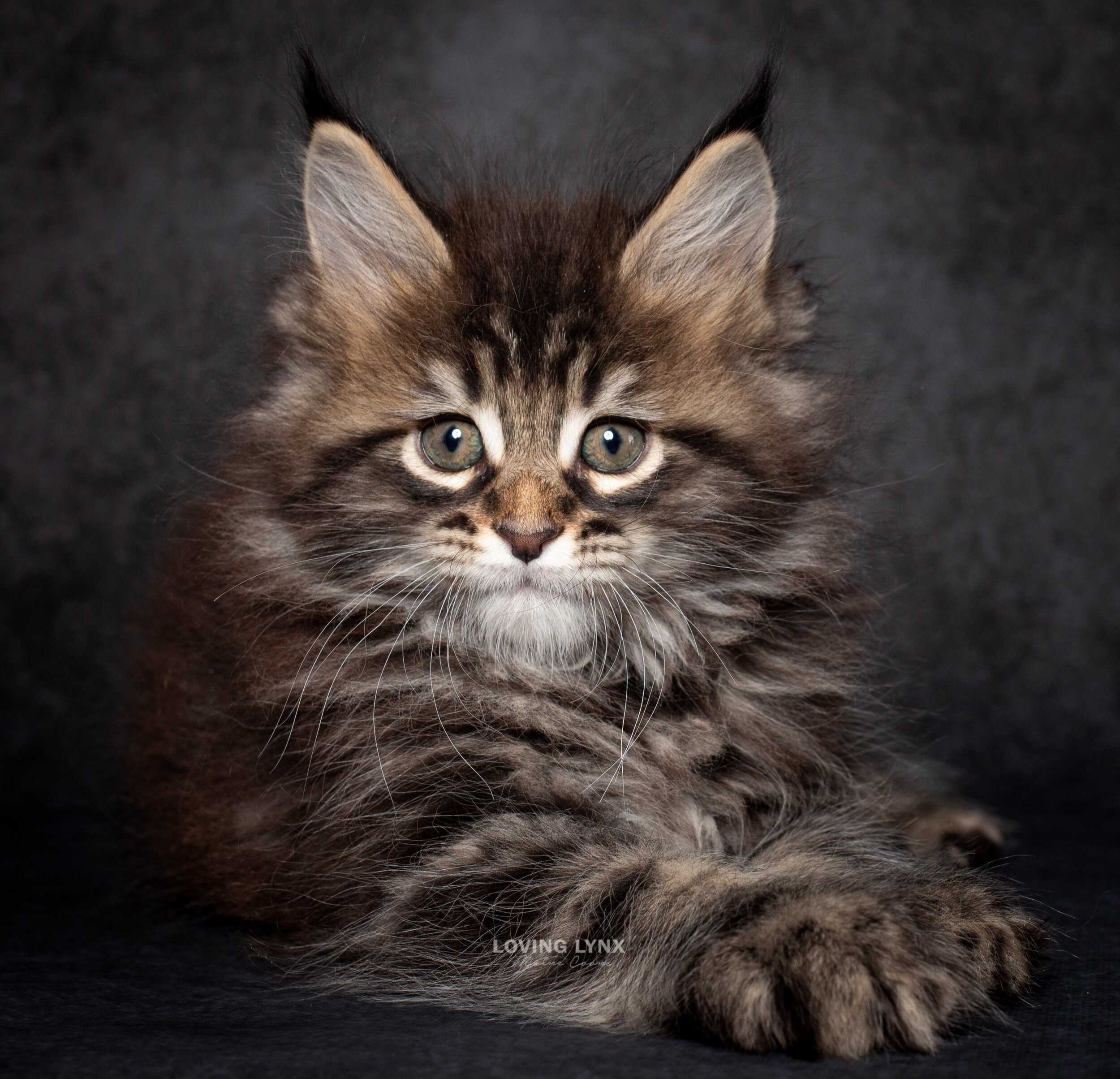 Sale for maine kittens coon Maine coon