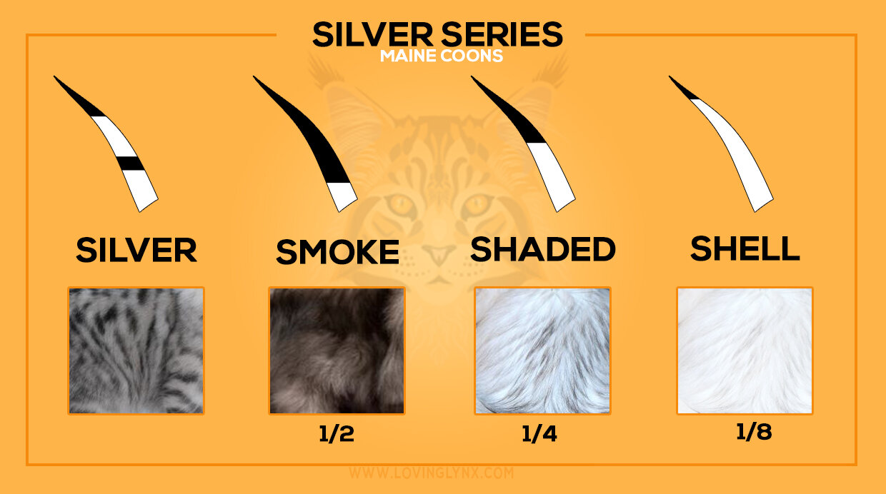 Smoke, Shaded, and Shell in Maine Coon Cats