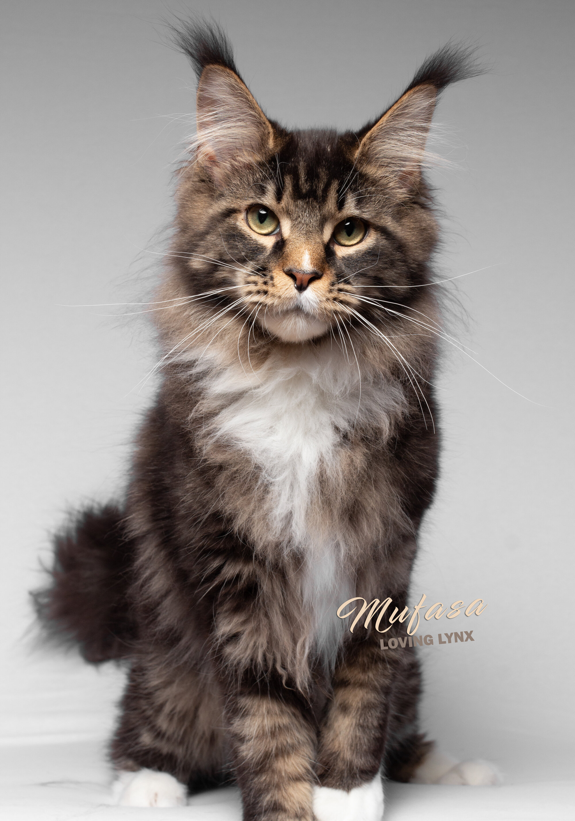 Maine Coon