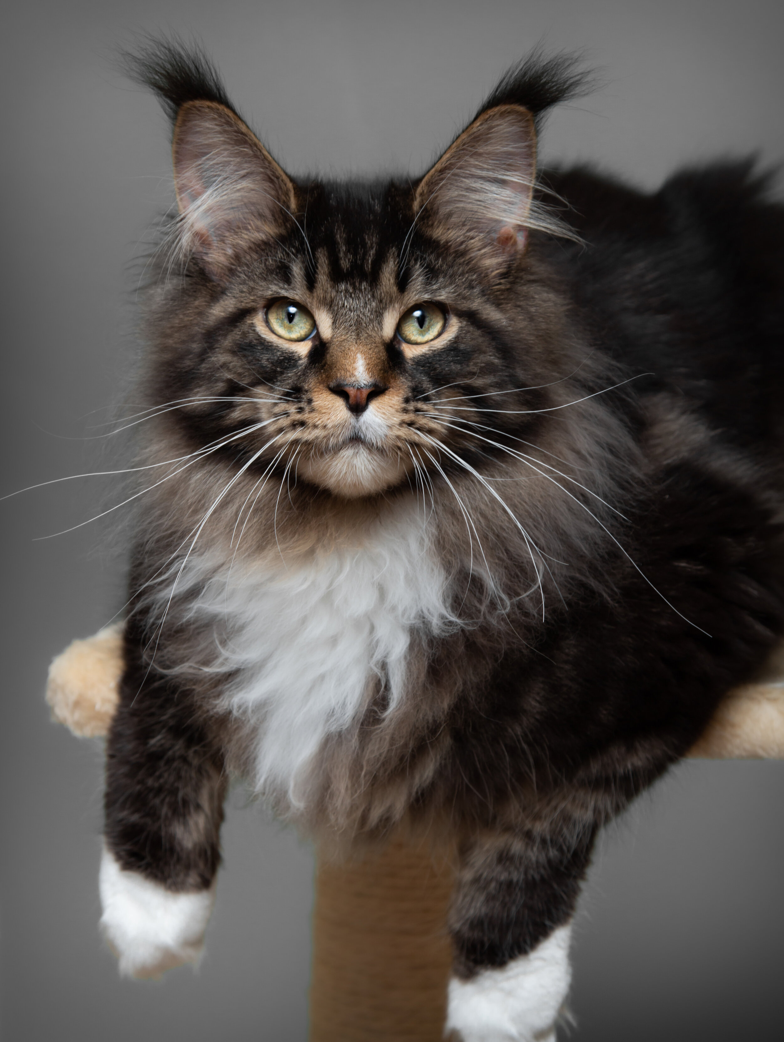 BIG maine coon cat