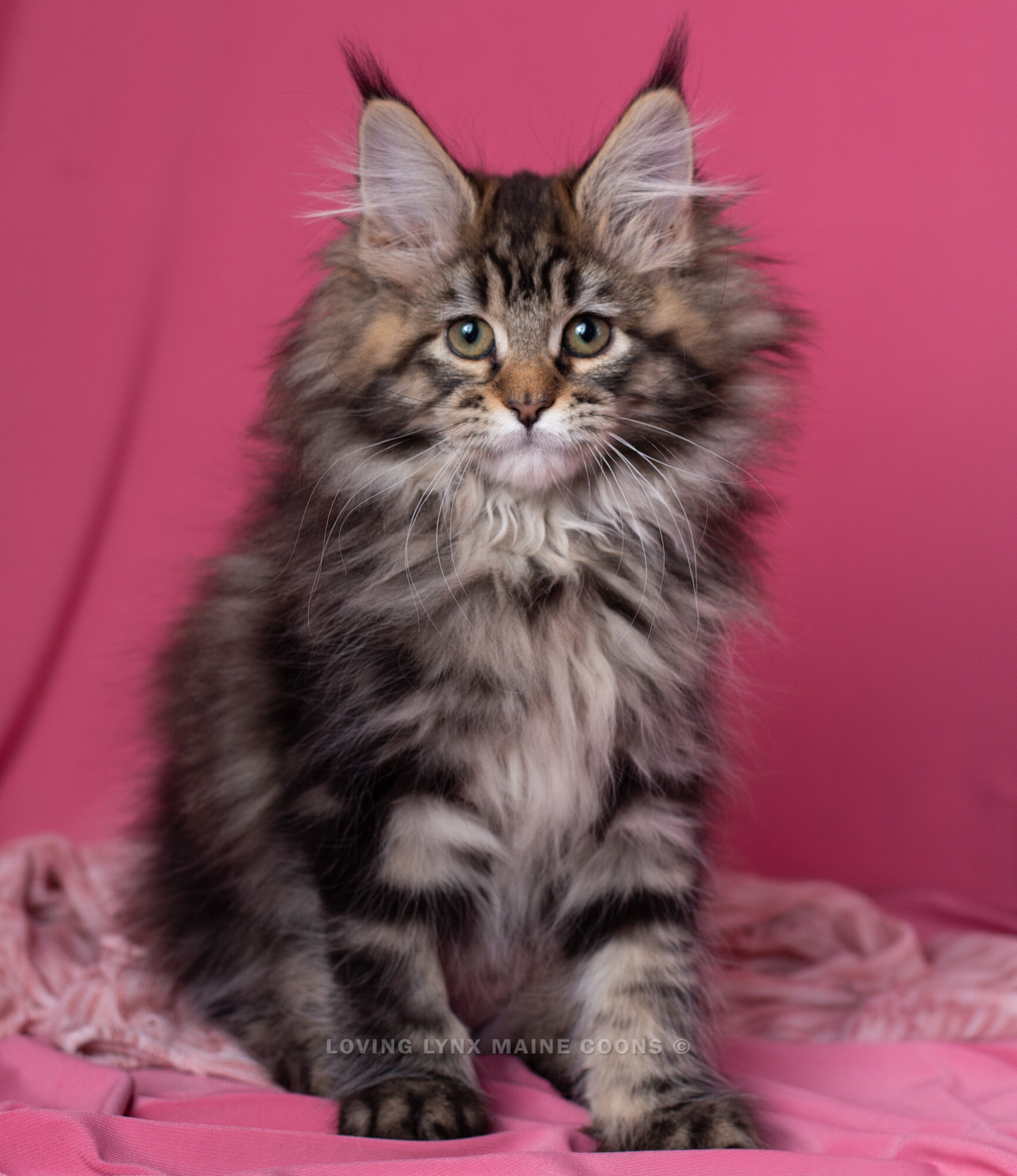 European maine coon