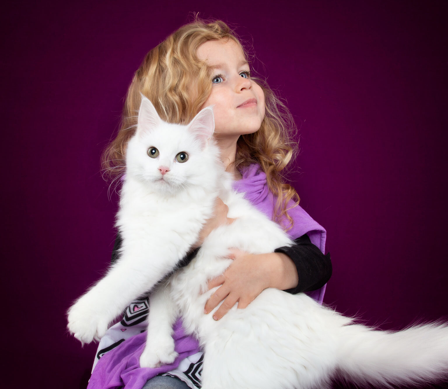 loving lynx white maine coon