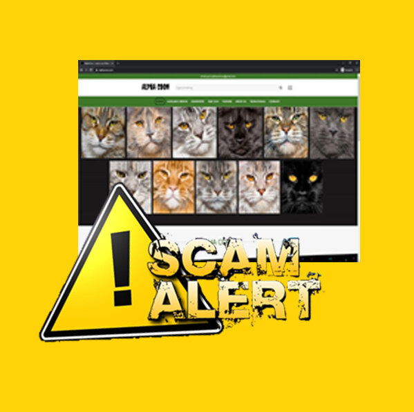 Scam alert for Maine Coon Kittens!
