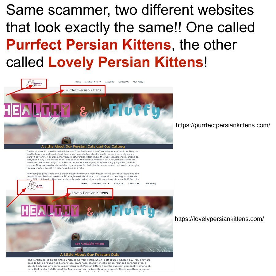 Kittens scams