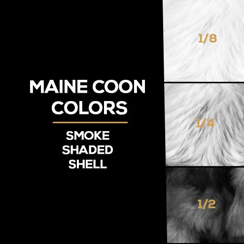 Smoke / Shaded / Shell ~ Maine Coon Cats!