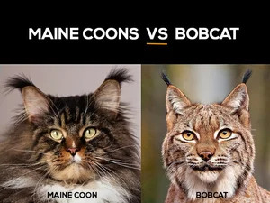 Which Large Cat Breeds Have Ear Tufts: Stunning Feline Features Revealed