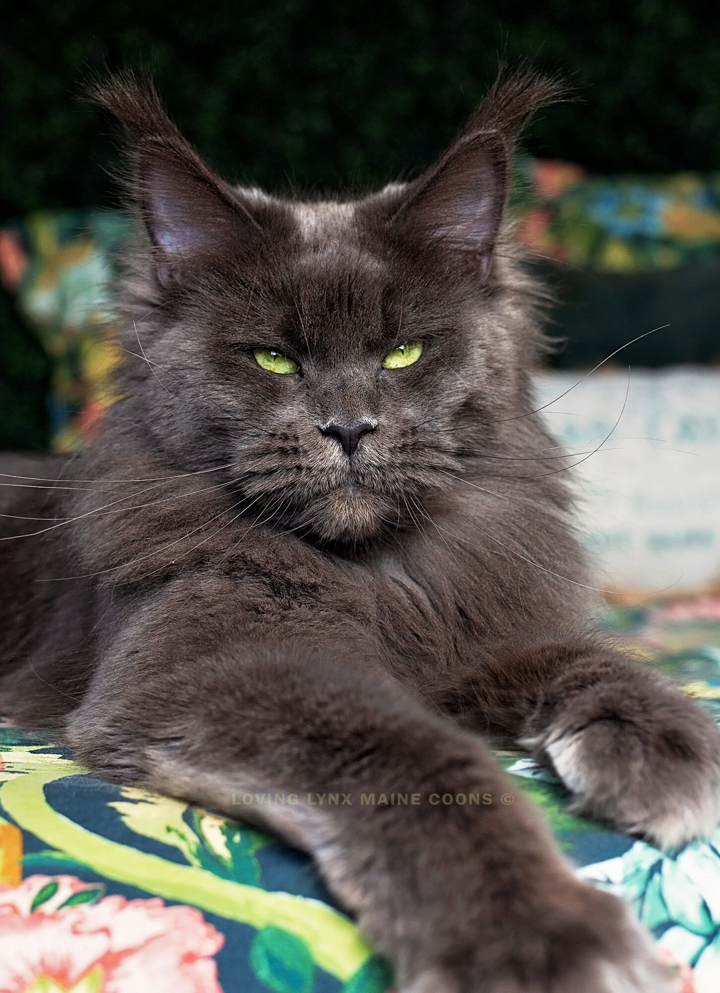 European Maine Coons