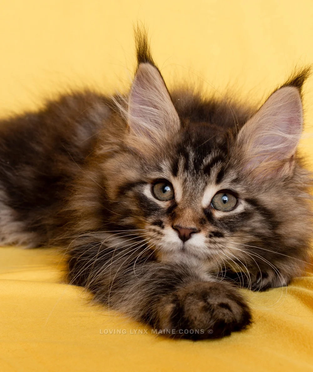 Are Maine Coon Cats Good With Dogs