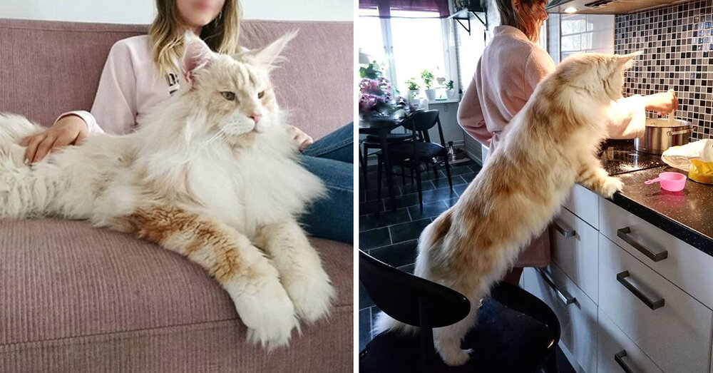 meet-lotus-the-huge-fluffy-maine-coon-cat-thats-going-viral-on-instagram.jpg