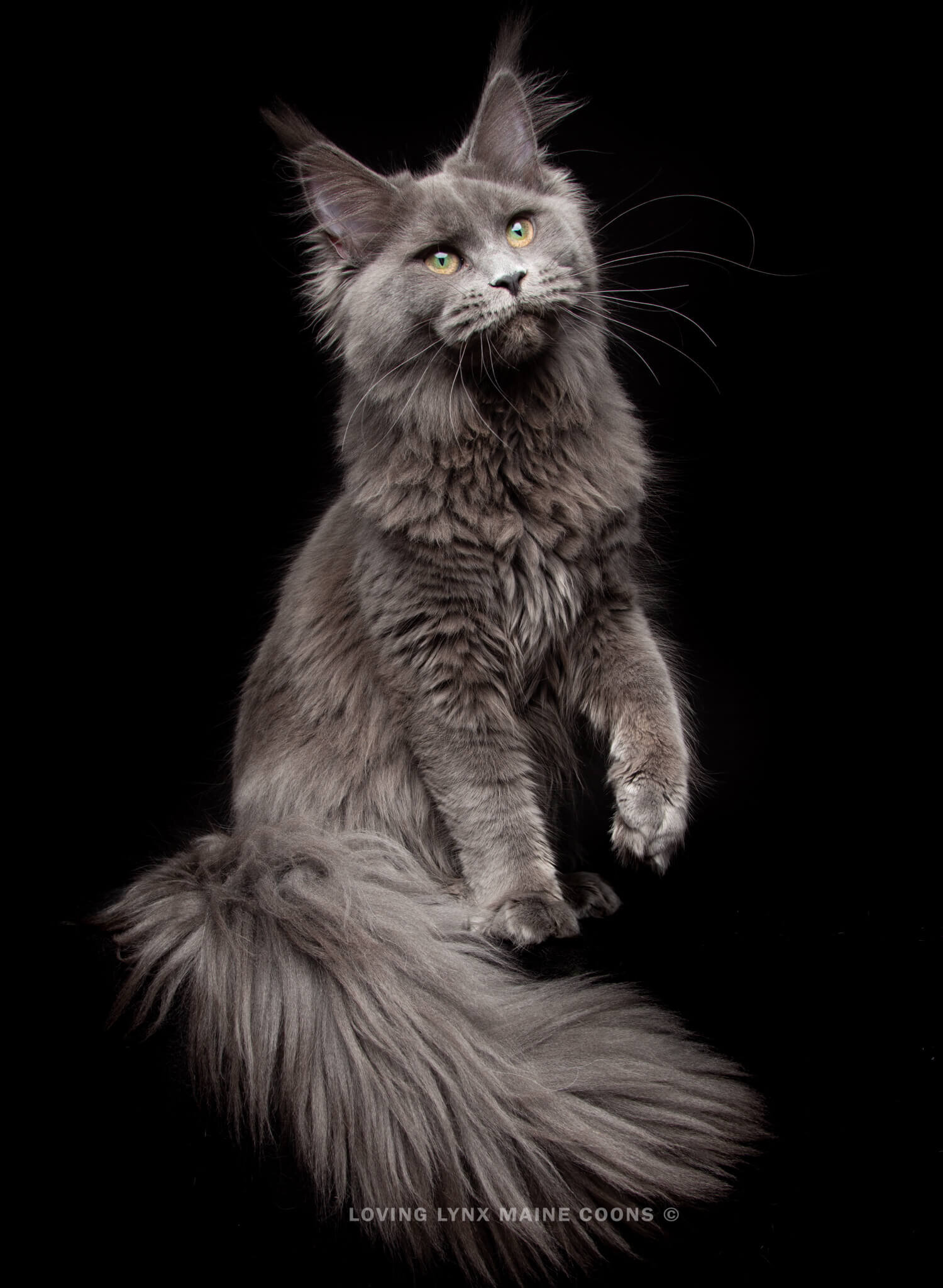 Maine Coon On Black Background