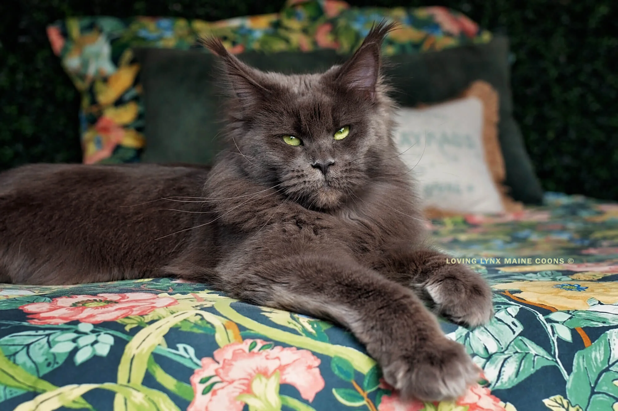 Maine Coon Kittens For Sale, LOVING LYNX