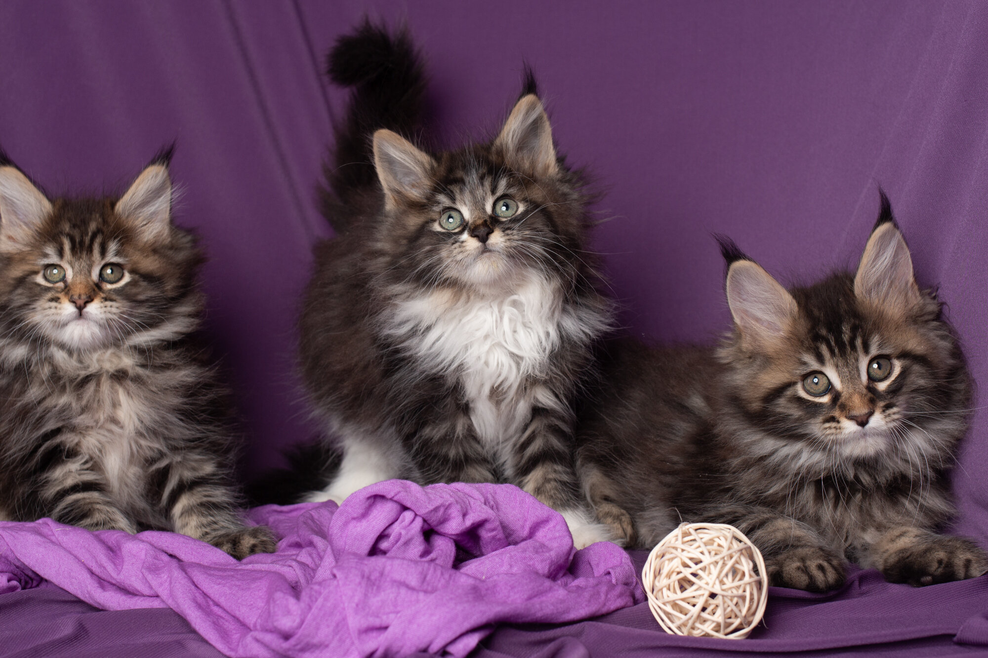 Maine Coon Kittens For Sale