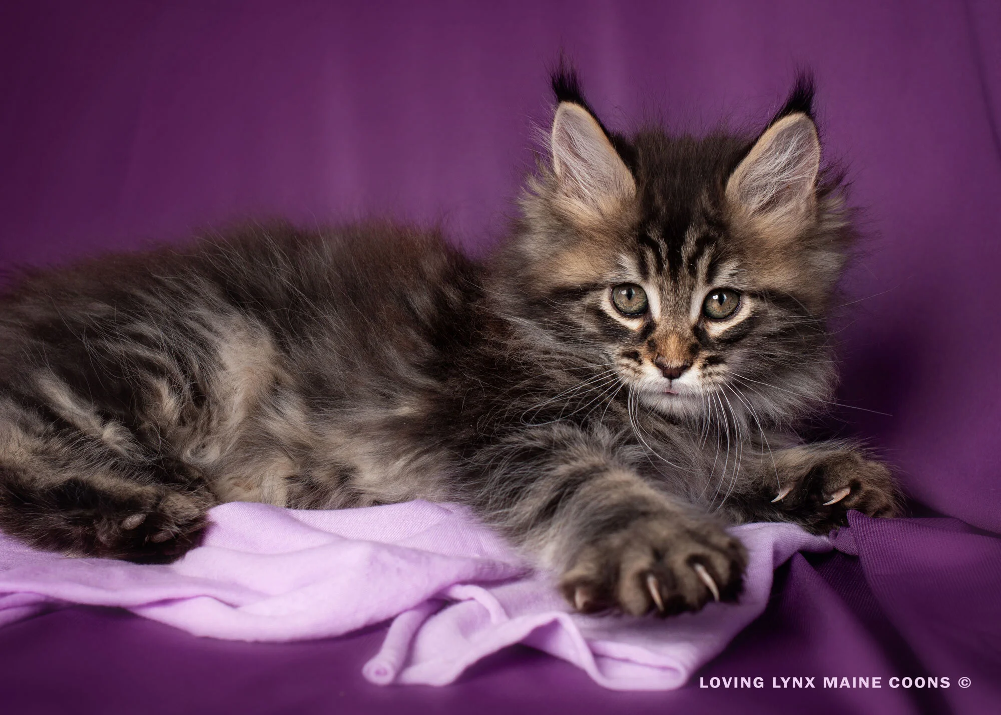 How Much Are Maine Coon Cats For Sale Detroit Chinatown How Much Are Maine Coon Cats For Sale Detroit Chinatown