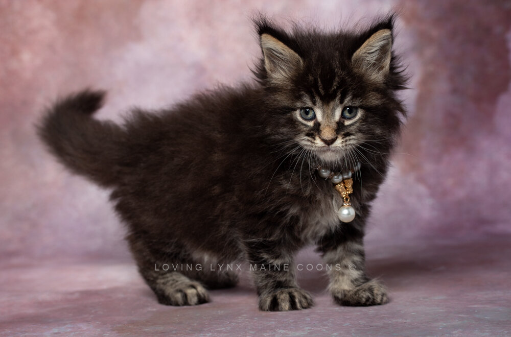Solid Brown Mackeral Maine Coon Kitten