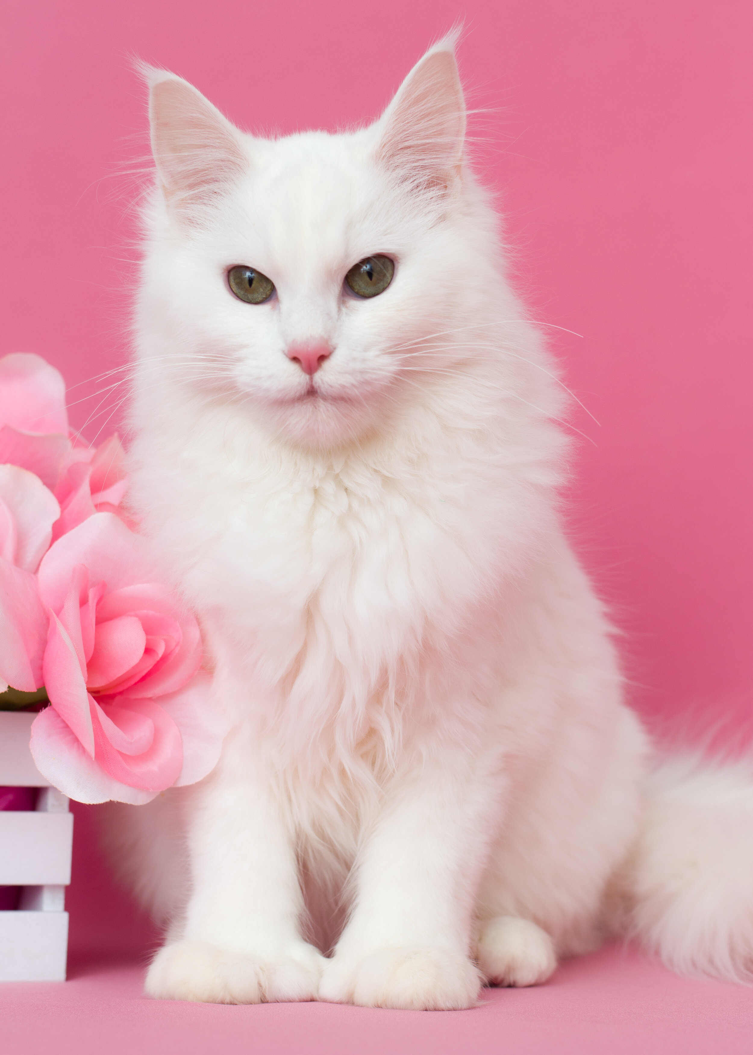 White maine coon poly