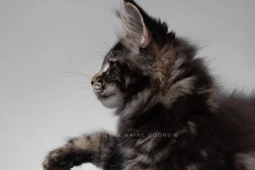 Java Maine Coon Kitten