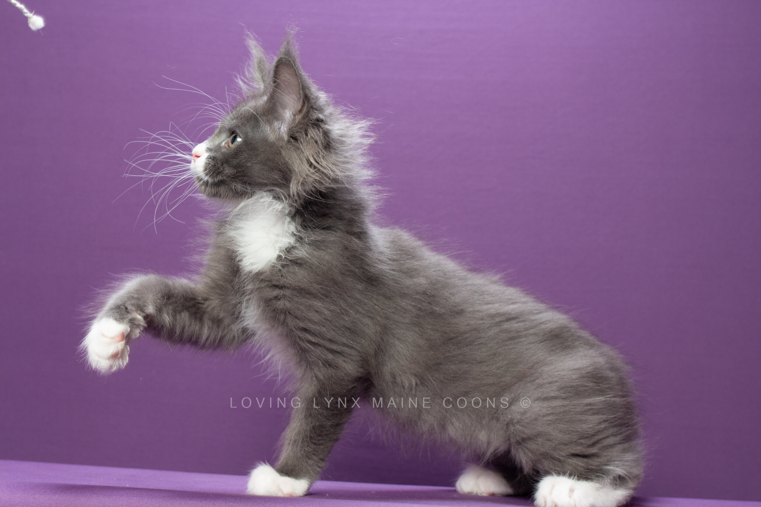 cannoli-mainecoon-1-2.jpg