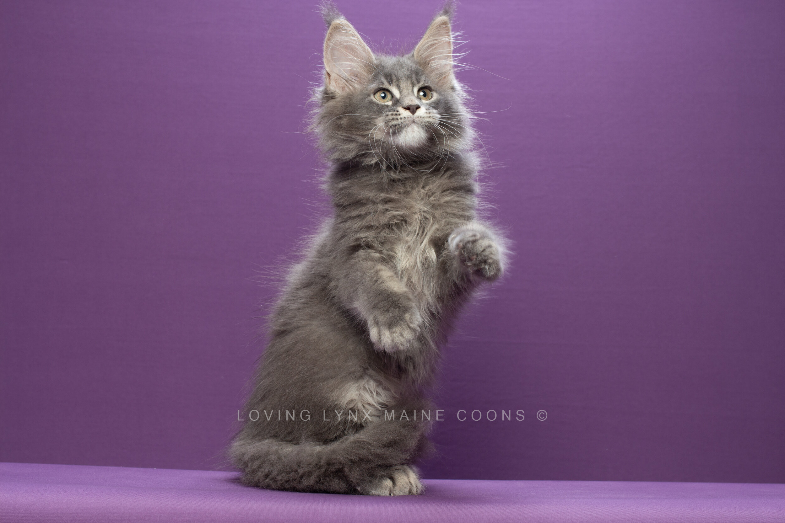 churro-mainecoon-4.jpg