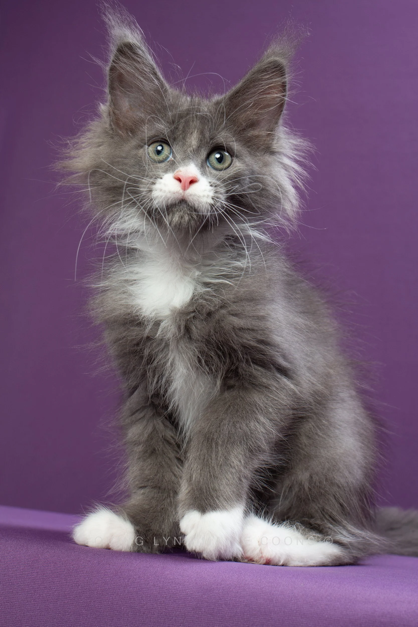Blue Maine Coon Kittens Blue Maine Coon Kittens