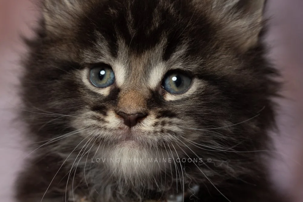 lovinglynxmainecoons-2.jpg
