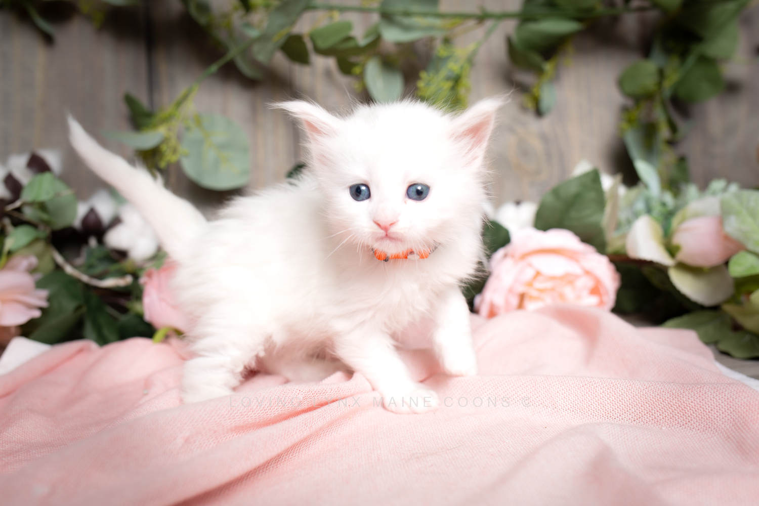 White Maine Coon Kitten - Thumper