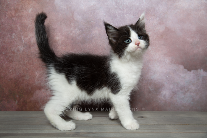 Paws, Polydactyl Maine Coon Kitten