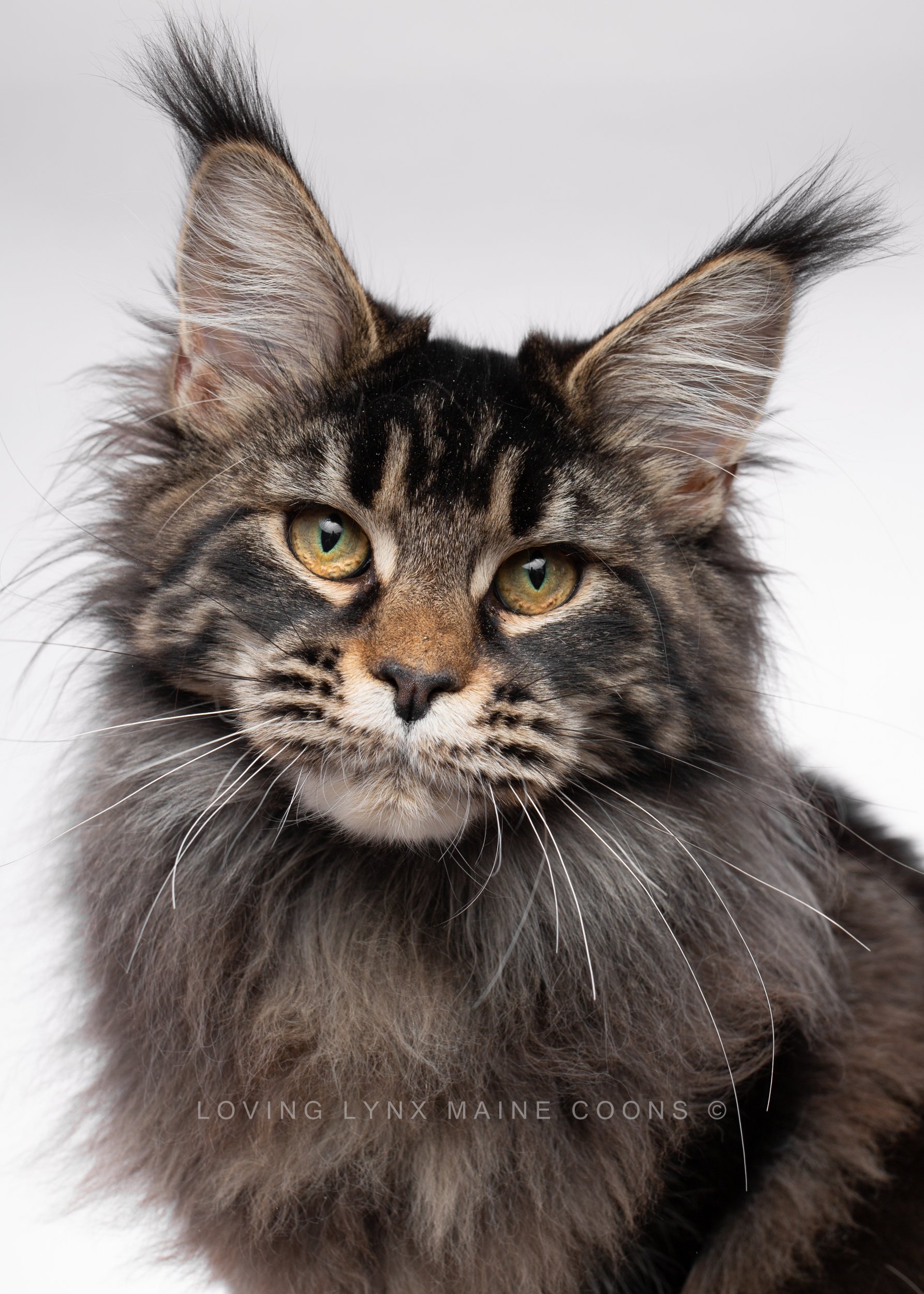 Huge maine coon cat wild look