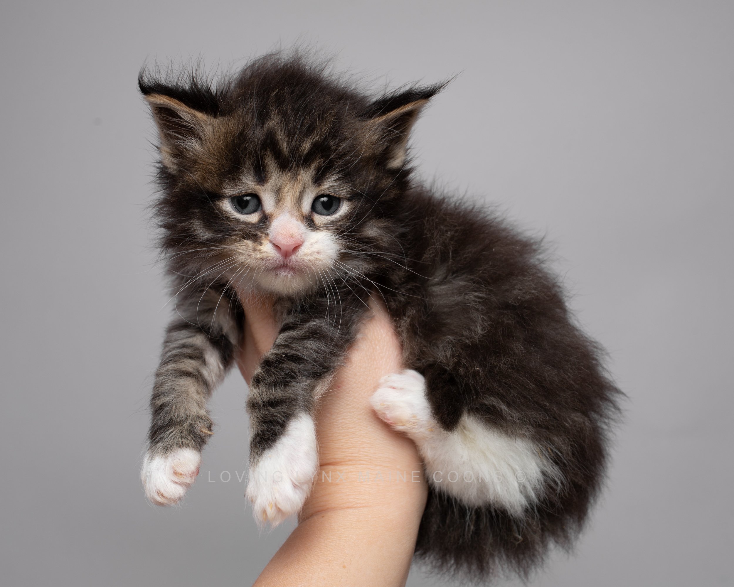 Brown classic maine coon kitten