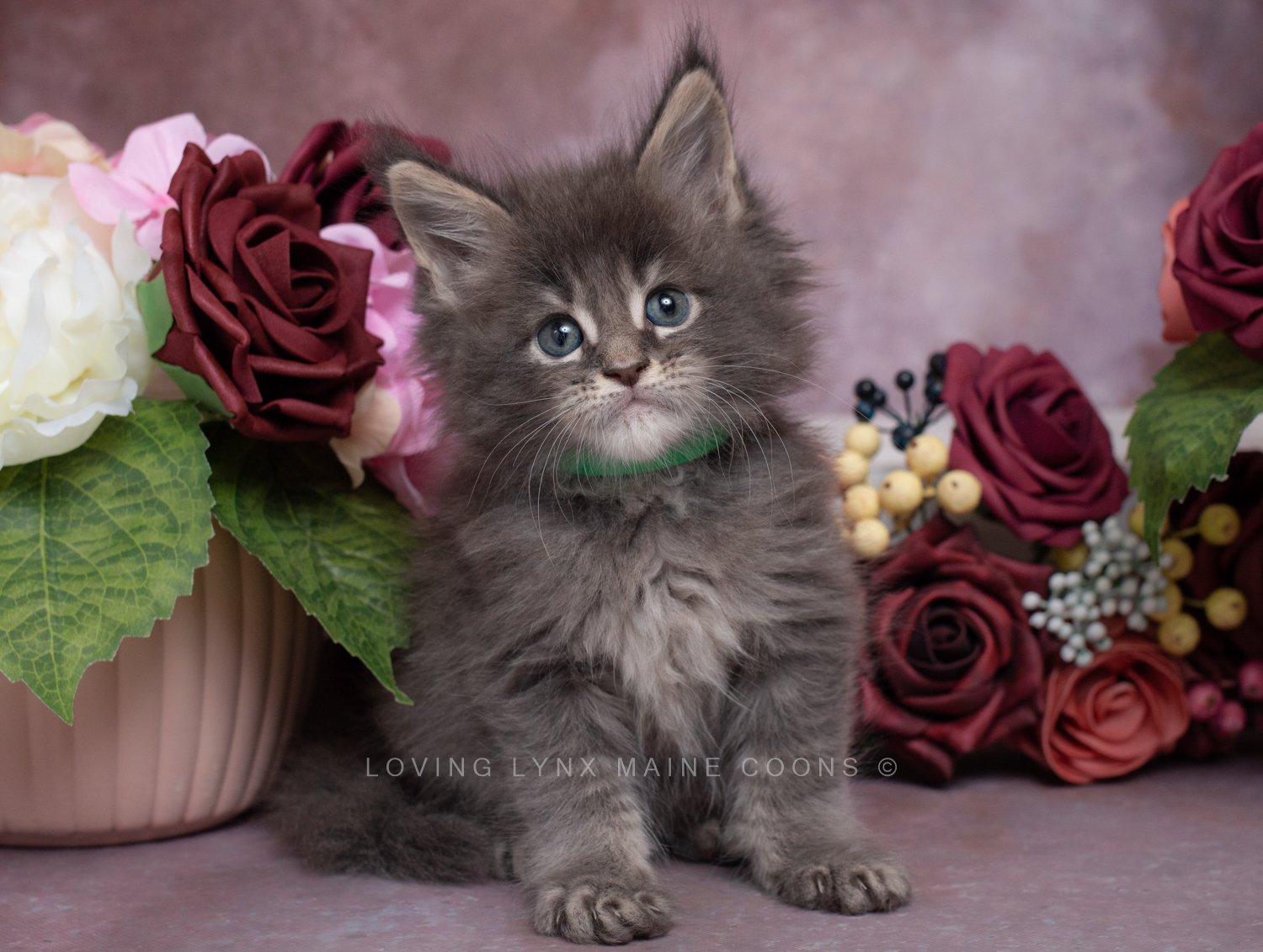 Blue European Maine coons