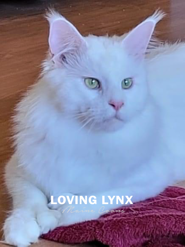lovinglynxmainecoons-6.PNG