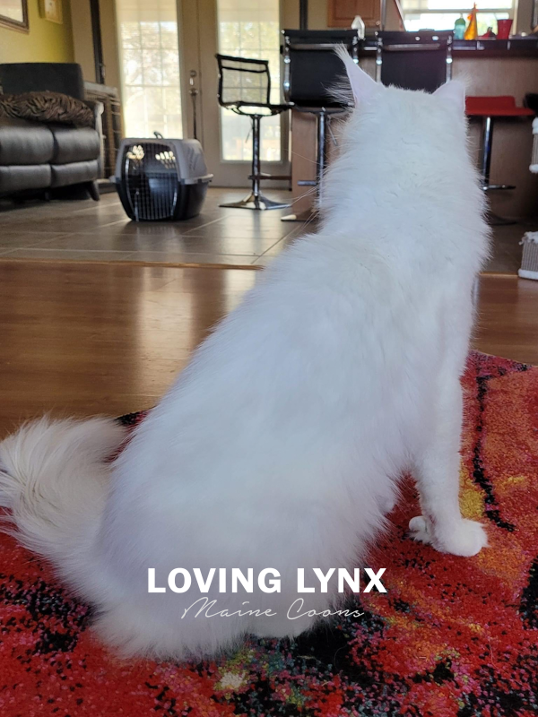 lovinglynxmainecoons-7.PNG