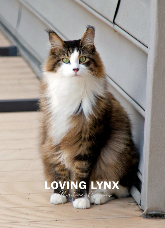 lovinglynxmainecoons-37.PNG