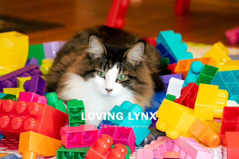 lovinglynxmainecoons-38.PNG