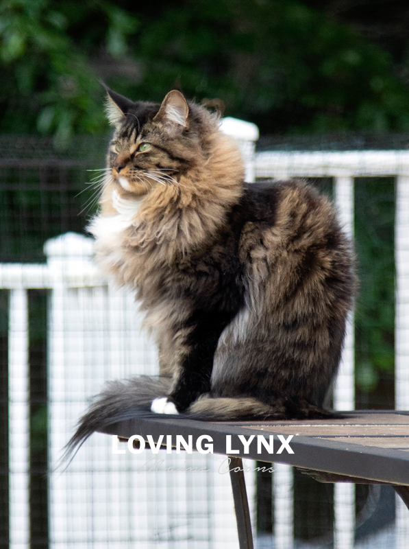 lovinglynxmainecoons-36.PNG