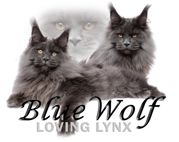 blue-maine-coon-cat.jpg