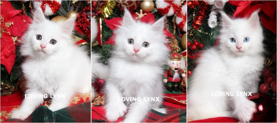 "It's A White Christmas" Litter