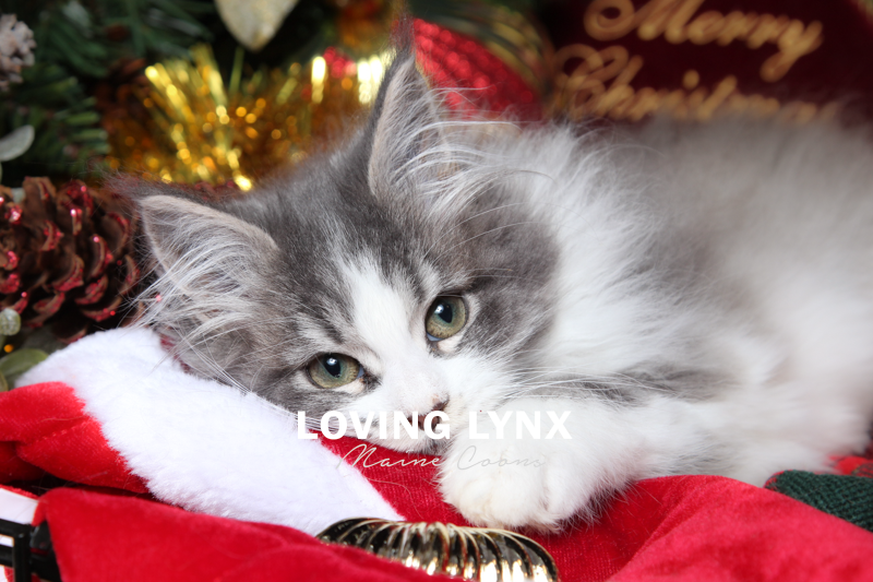 Pom Pom - Blue With White Maine Coon Kitten