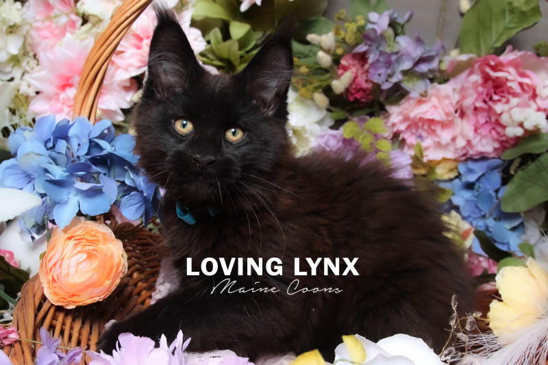 Midnight, Solid Black Maine Coon Kitten