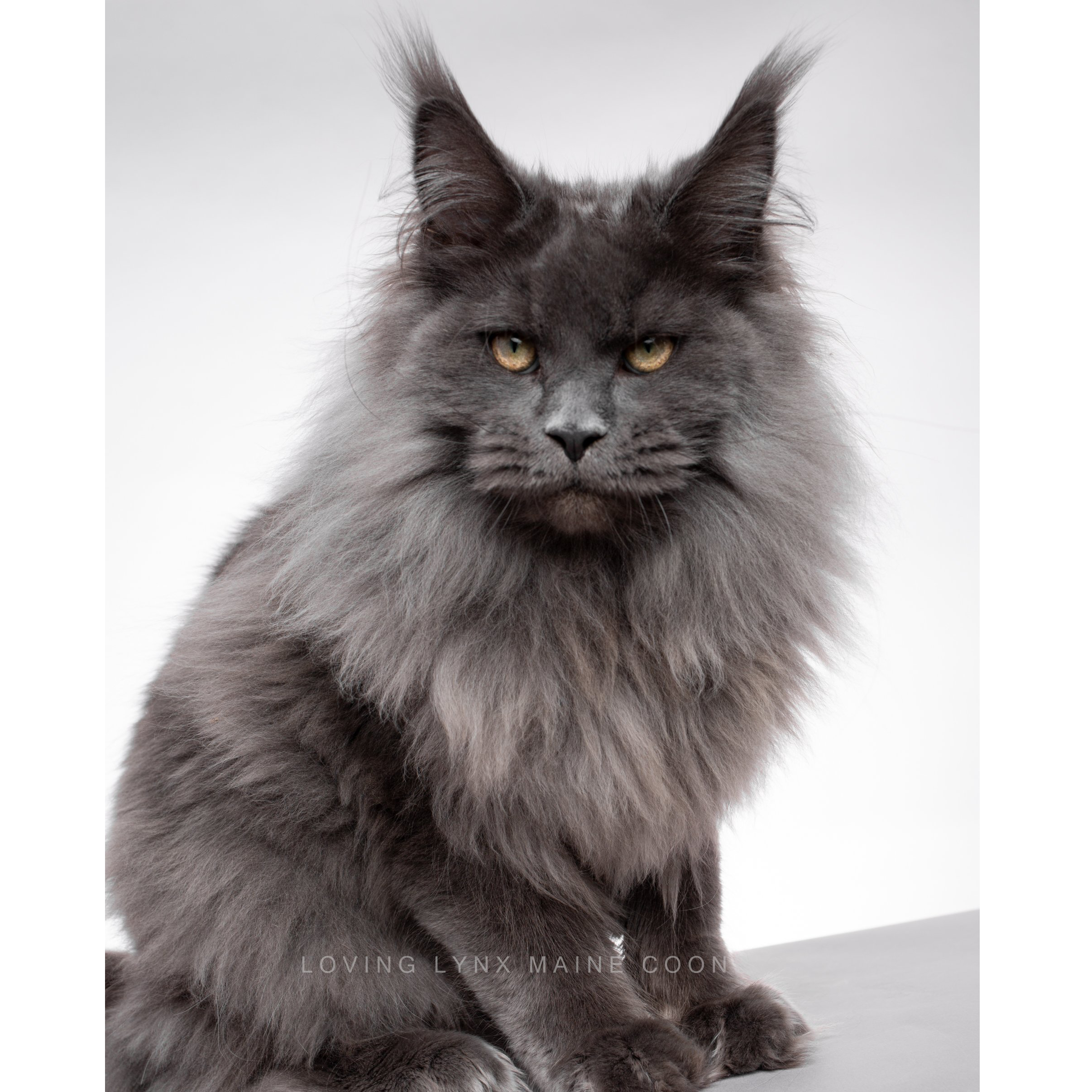 maine-coon.png