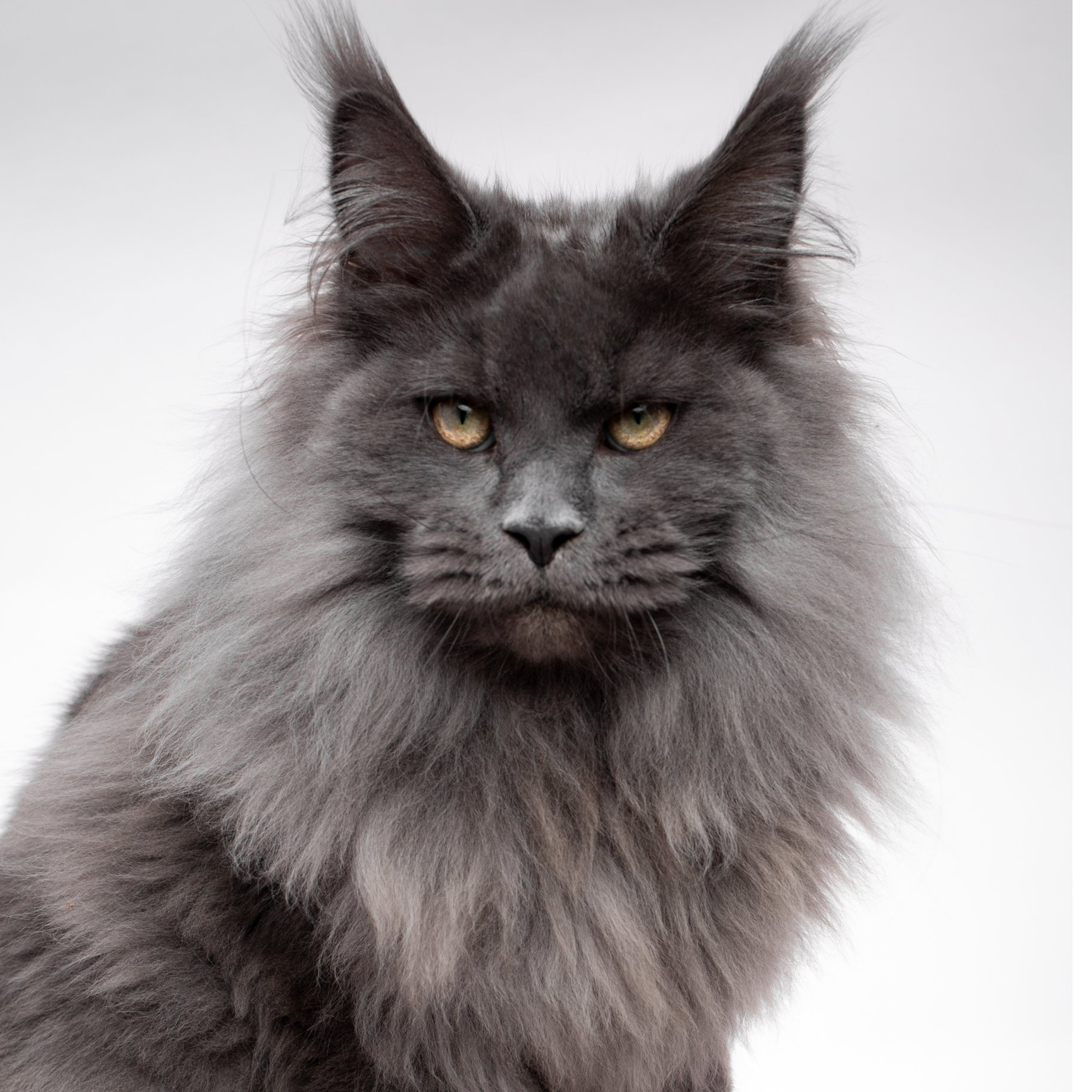 Maine Coon