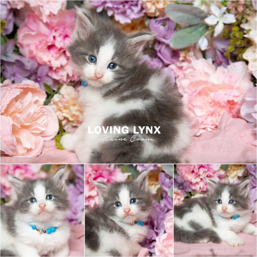 Beast, Maine Coon Kitten (Blue/White)