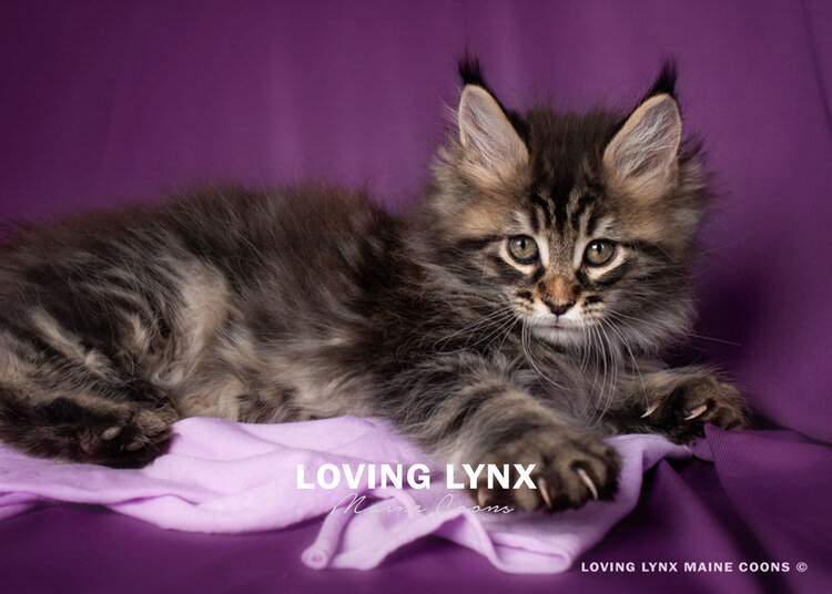 Maine Coon Cat Lynx Cat Price Maine Coons Domestic Lynx Cat Breed