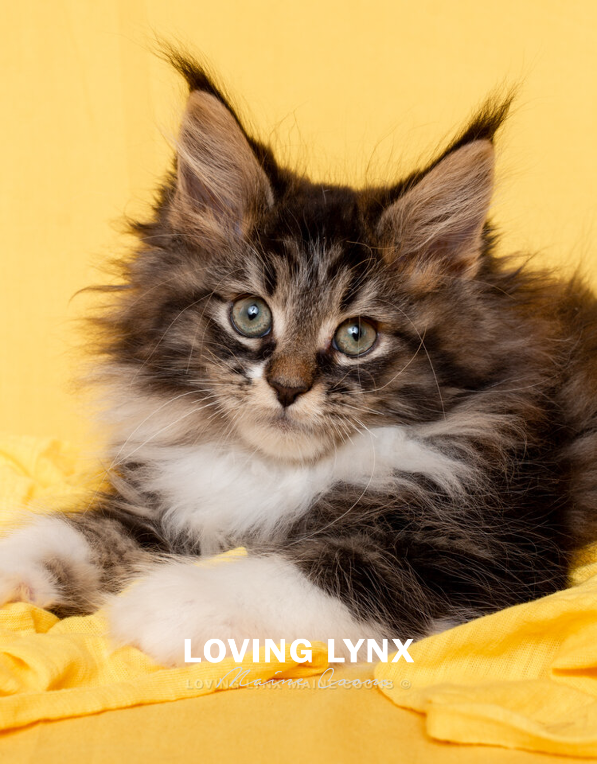 maine-coon-138.PNG