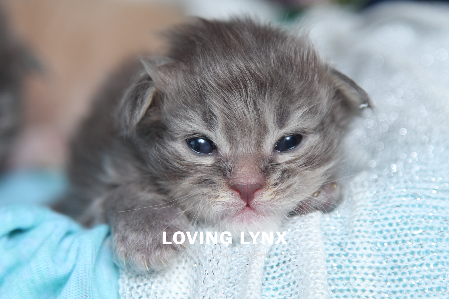 Maine Coon Kitten, Carex