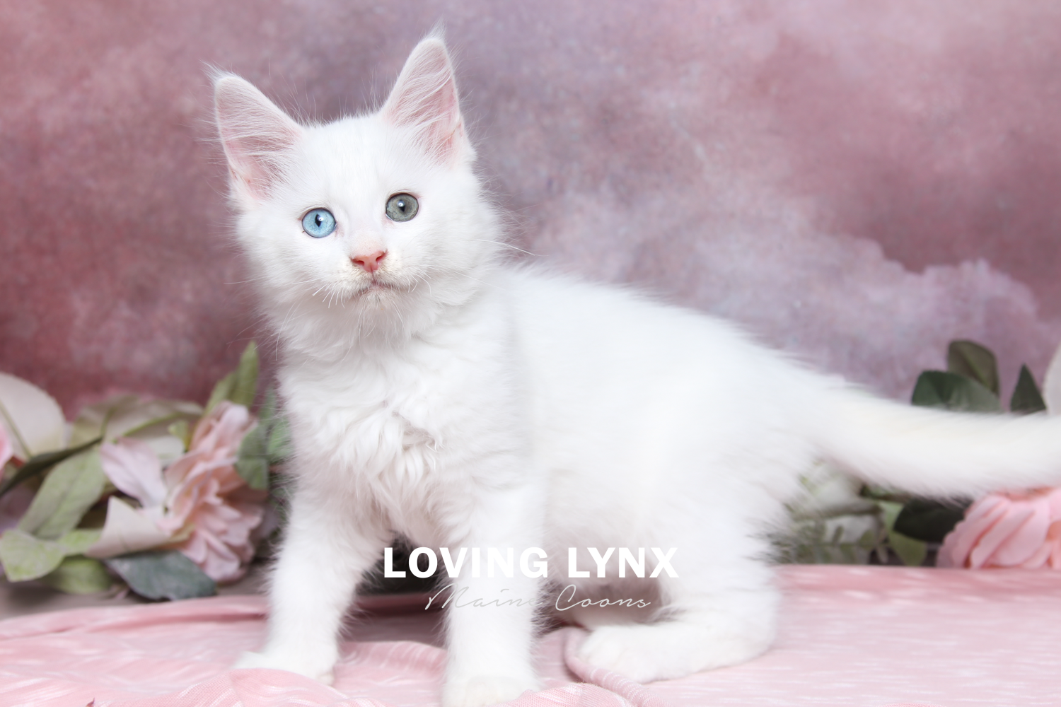Maine Coon Kitten, Kiko