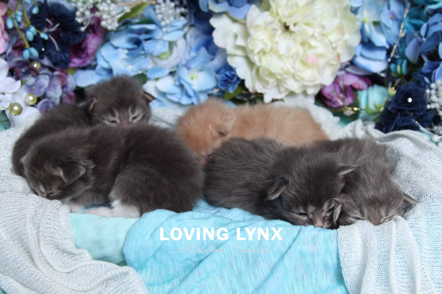 lovinglynx-litterD-6.PNG